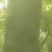东瓜