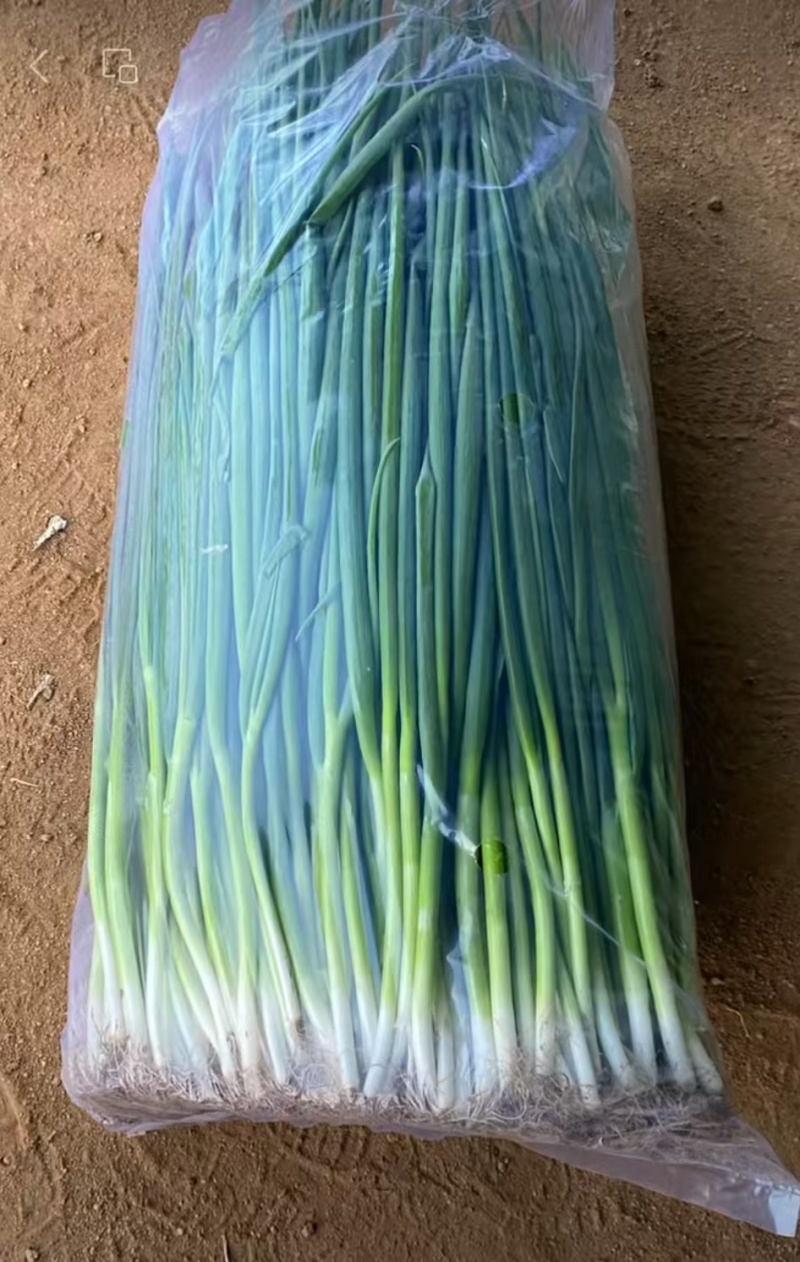 小葱