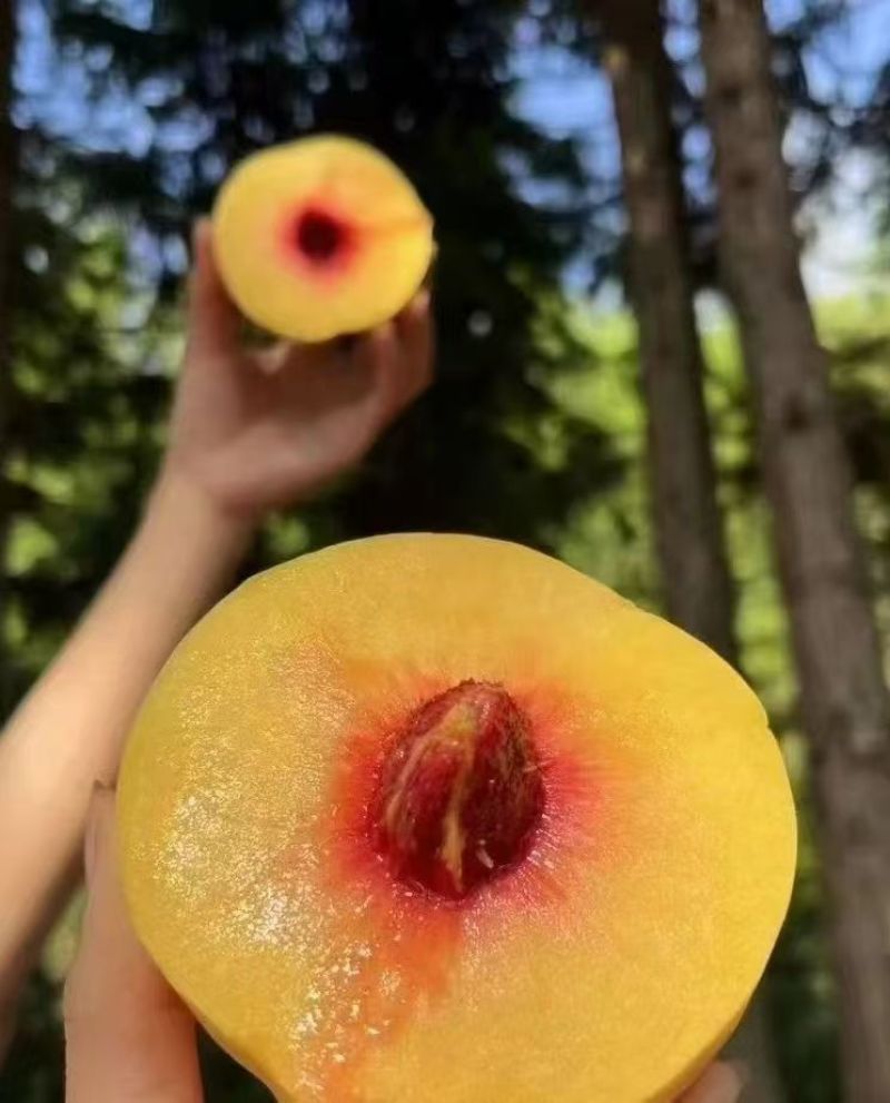 炎陵景秀黄桃
