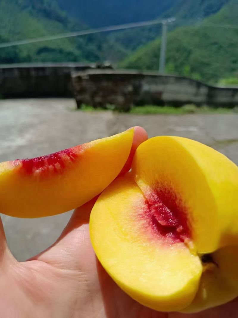 炎陵景秀黄桃