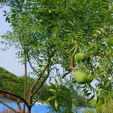 卖文冠果籽儿