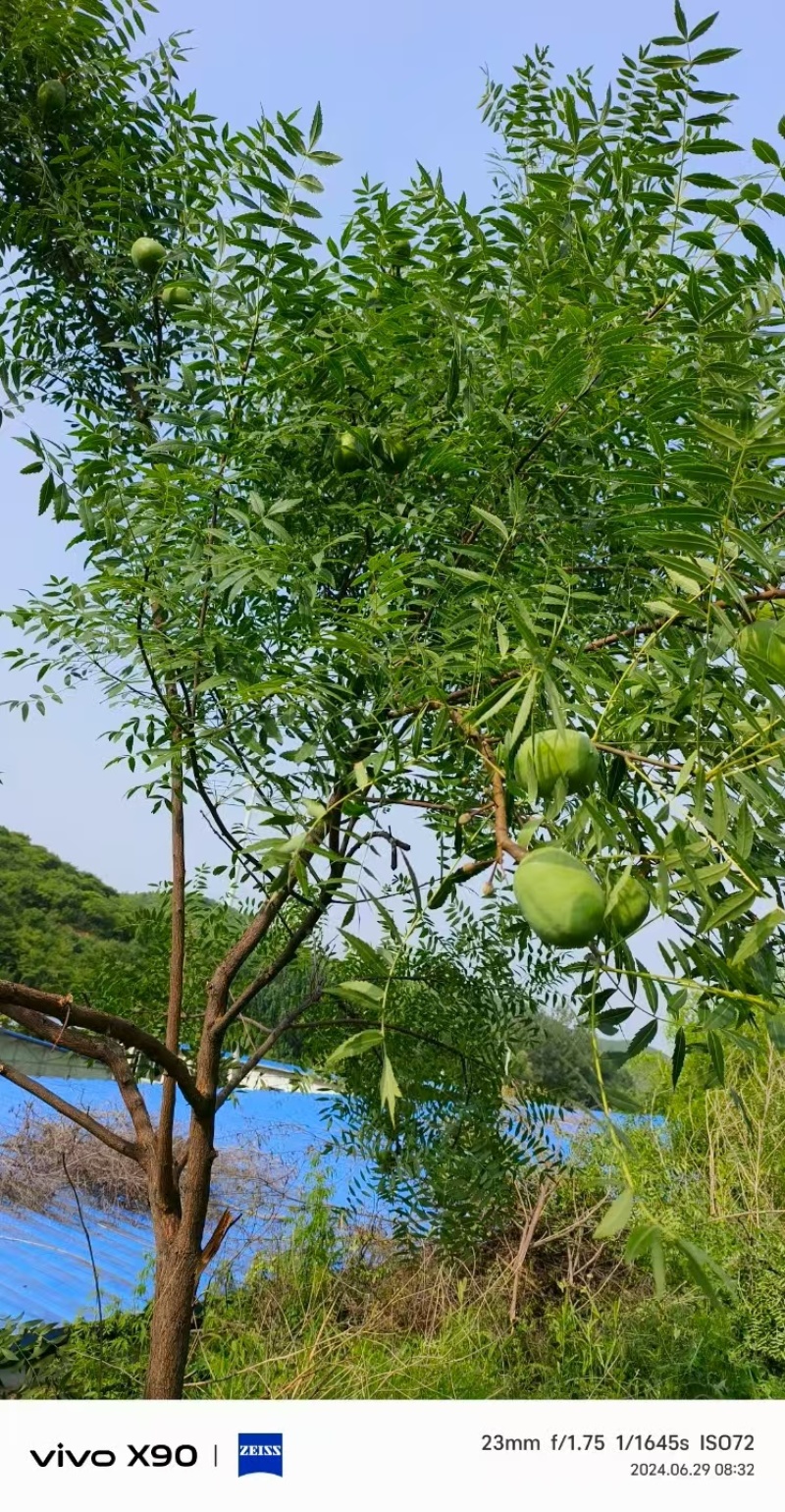 卖文冠果籽儿
