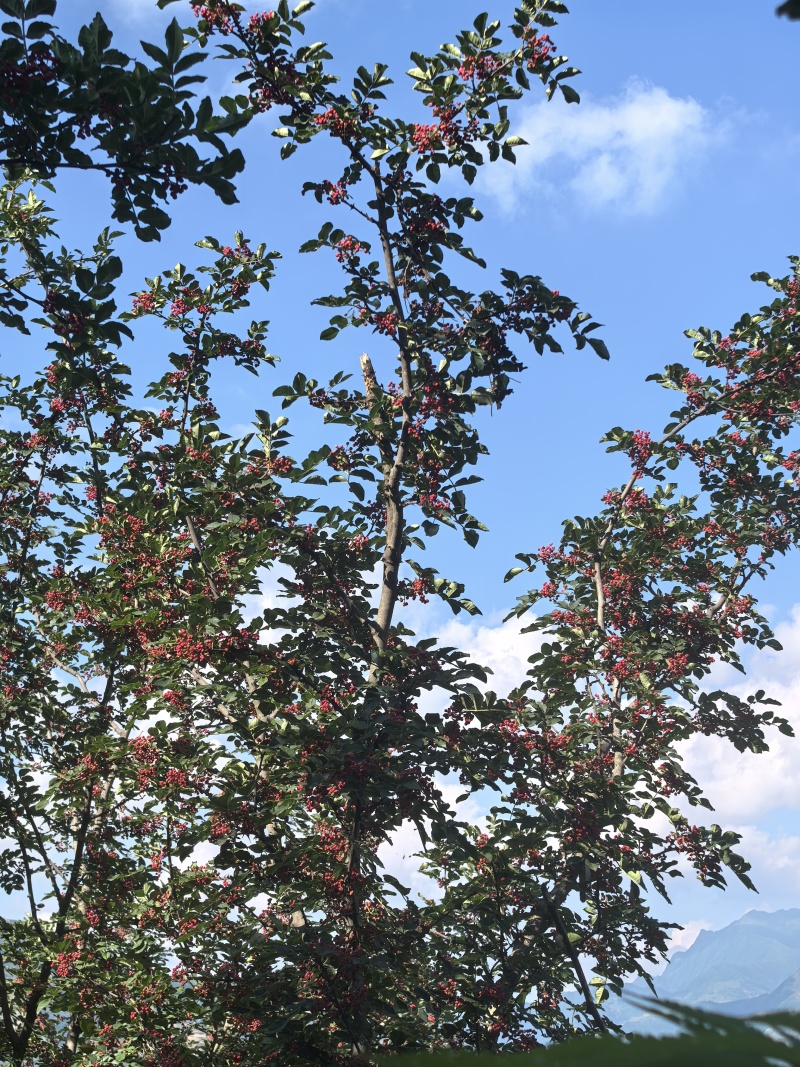 陇南正宗大红袍色香味俱全颜色正红有意者联系300斤