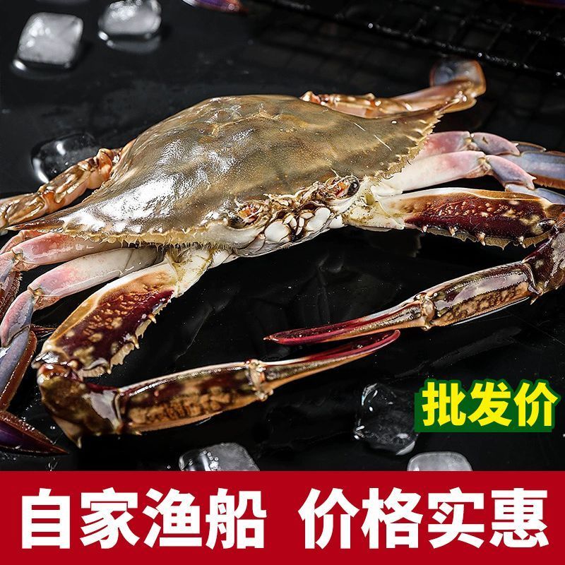 活冻梭子蟹单个重量2~6两支持一件代发批发零售。