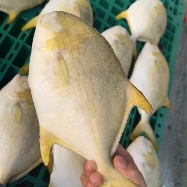 金鲳鱼