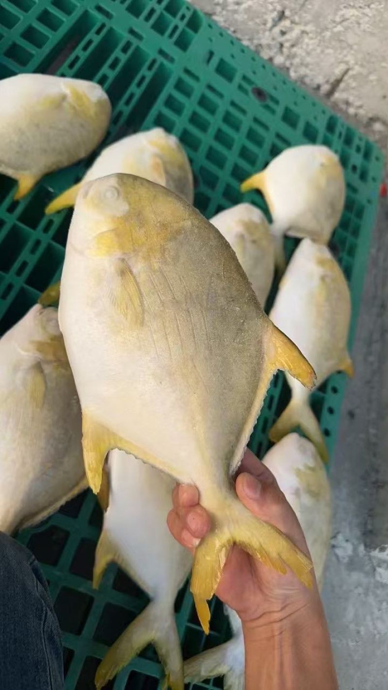金鲳鱼