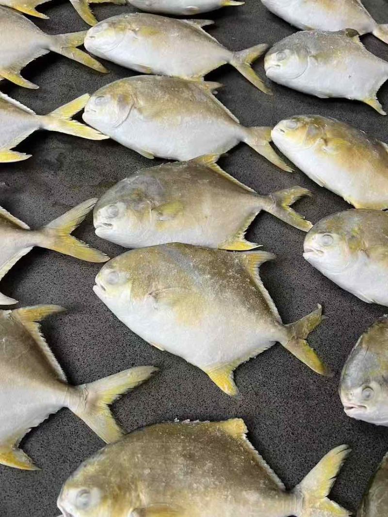 金鲳鱼