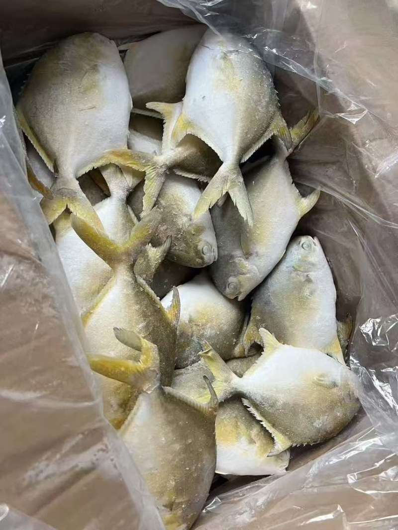 金鲳鱼