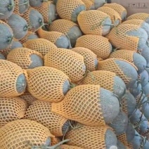 哈密瓜
