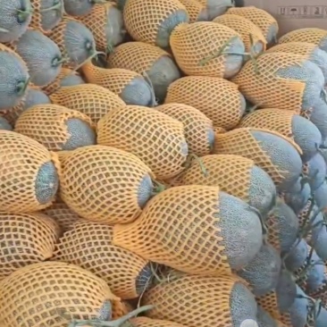 哈密瓜