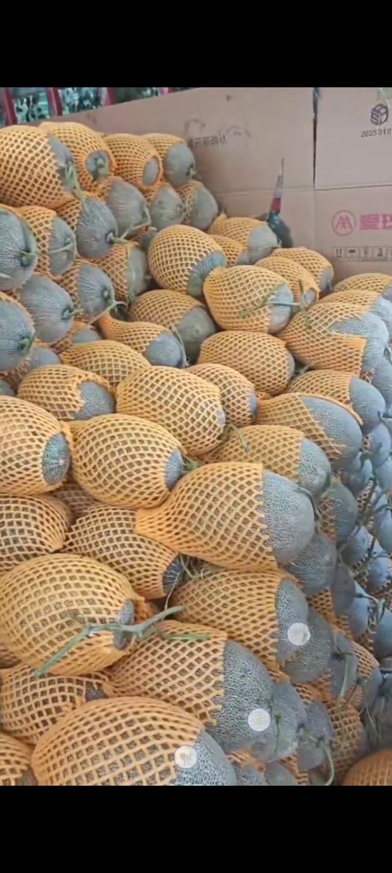 哈密瓜