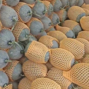 哈密瓜