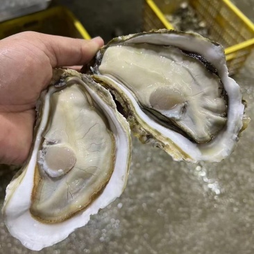 湛江生蚝，三倍体，台山三倍体，湛江白蚝