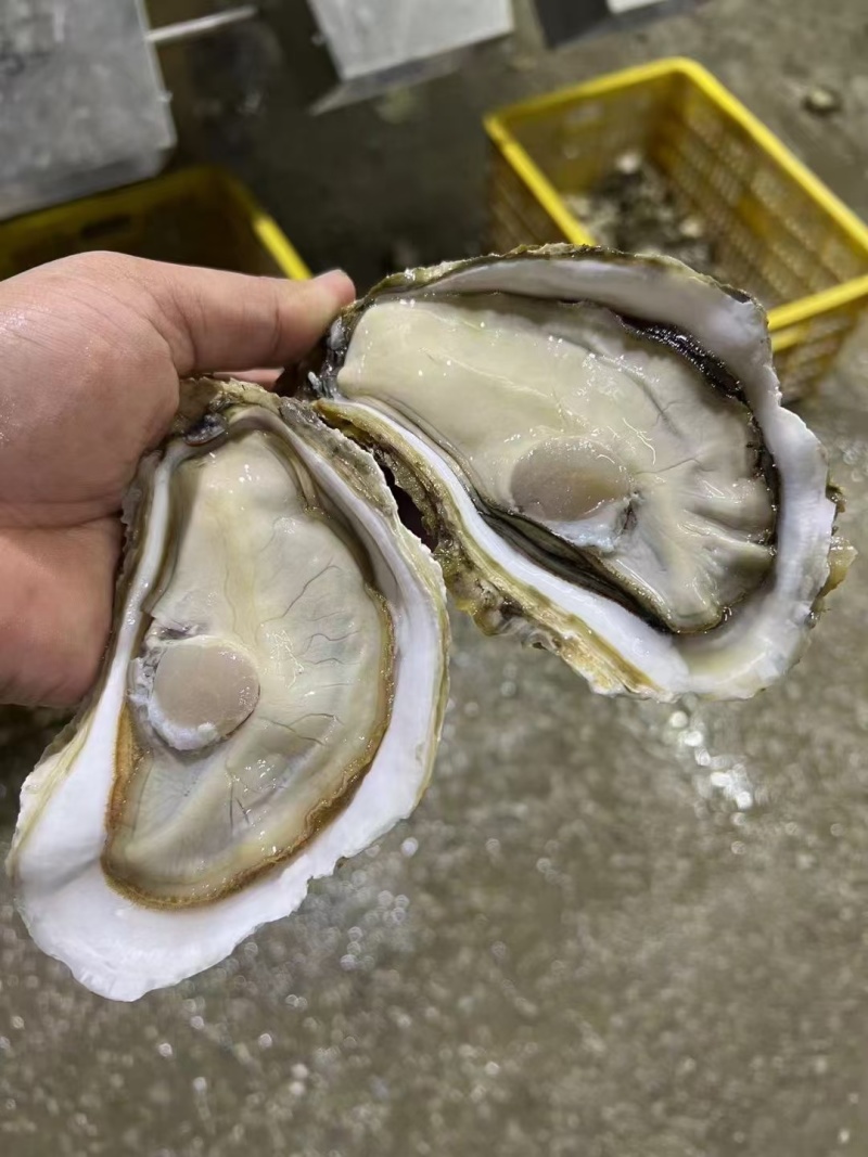 湛江生蚝，三倍体，台山三倍体，湛江白蚝