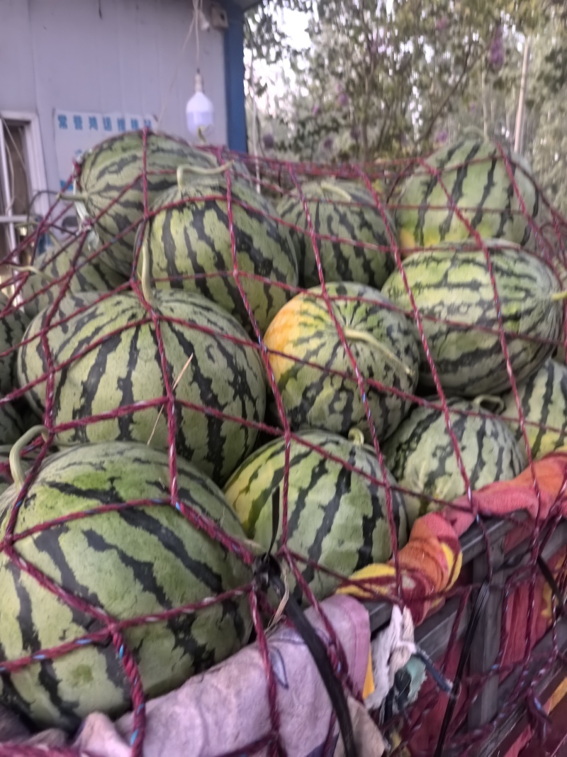 河南太康美都玉麒麟