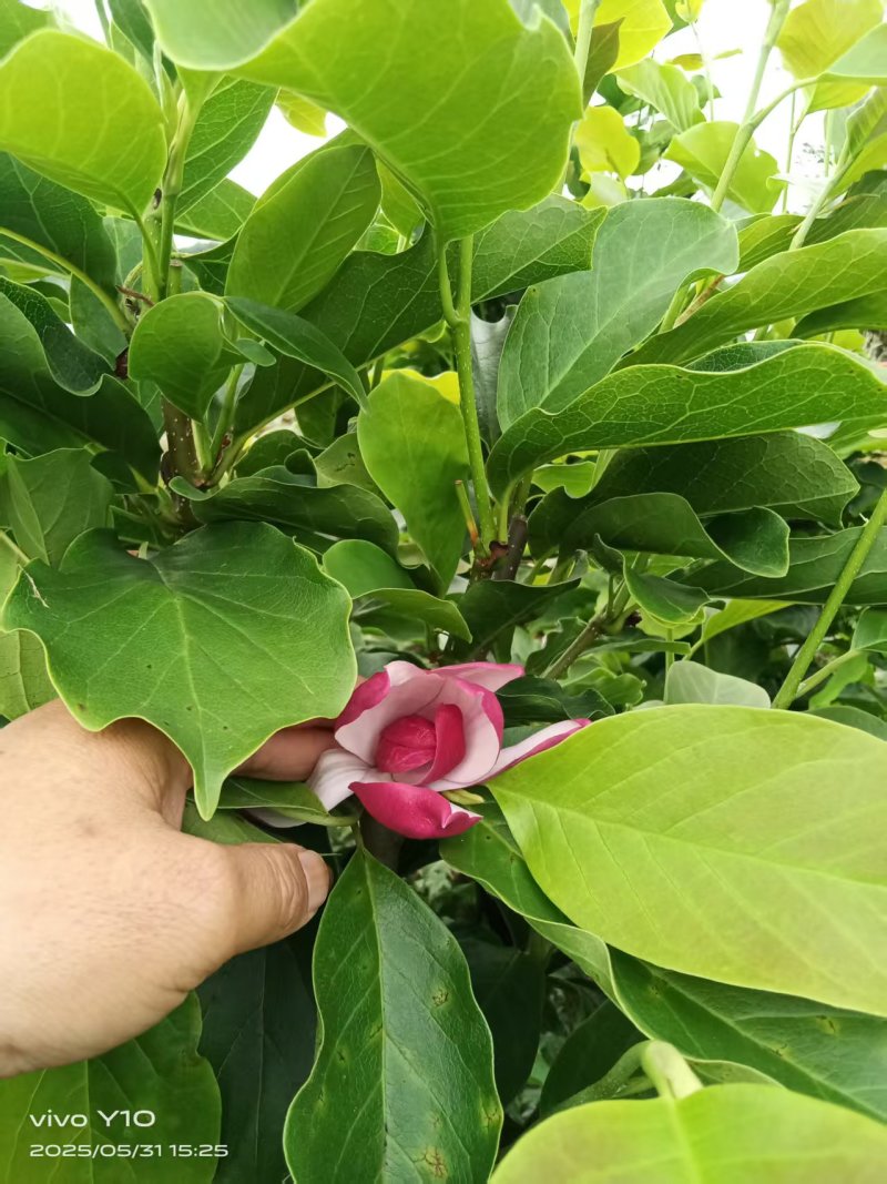 玉兰树350袋