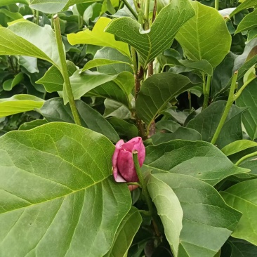 玉兰树350袋