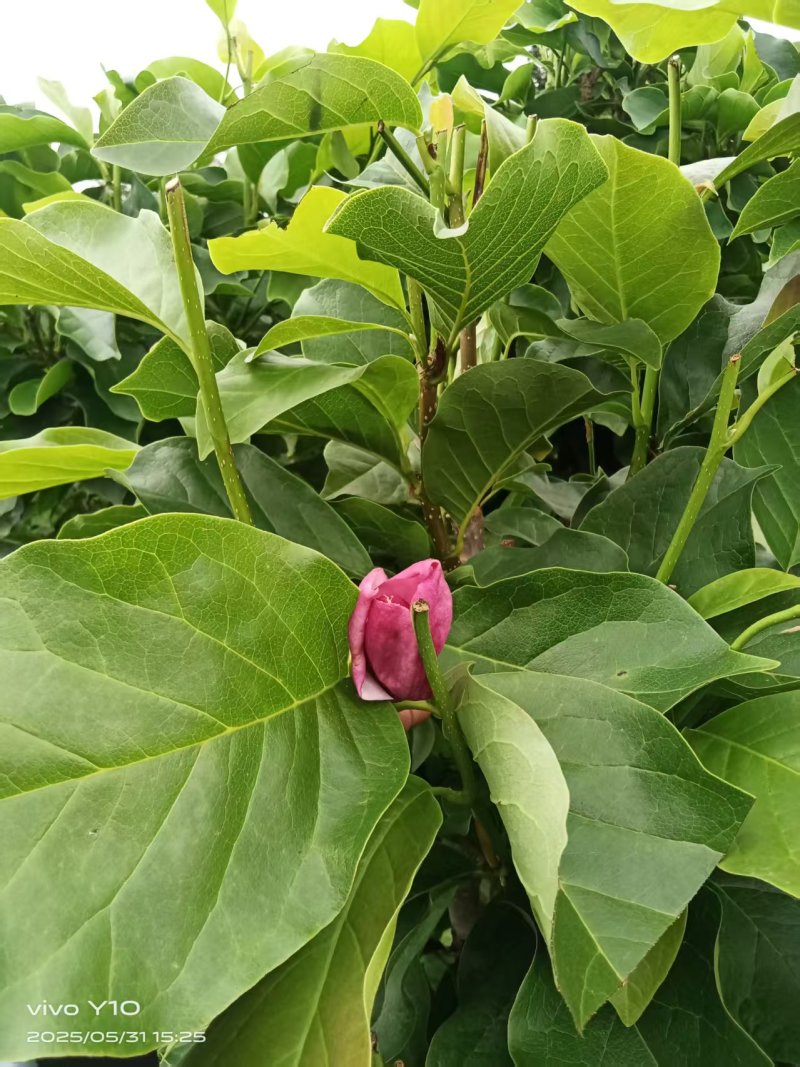 玉兰树350袋