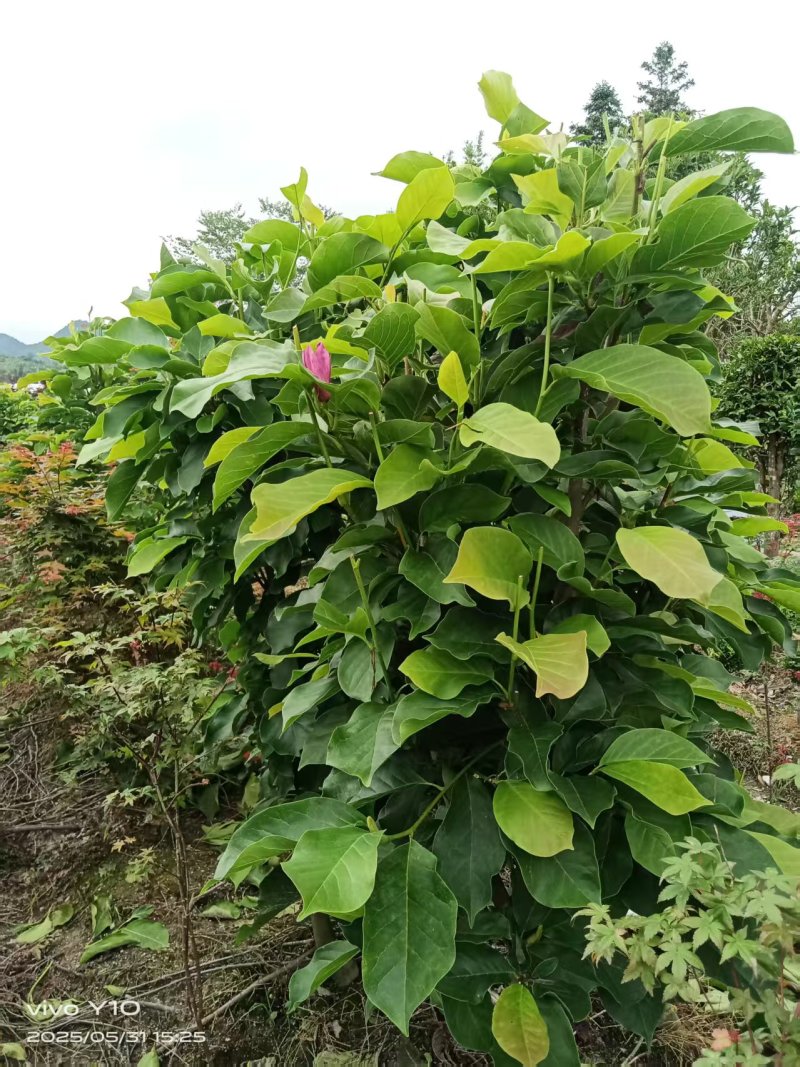 玉兰树350袋