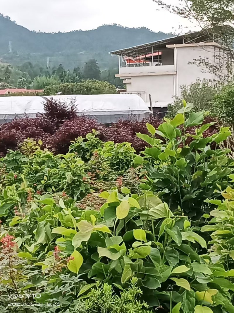 玉兰树350袋