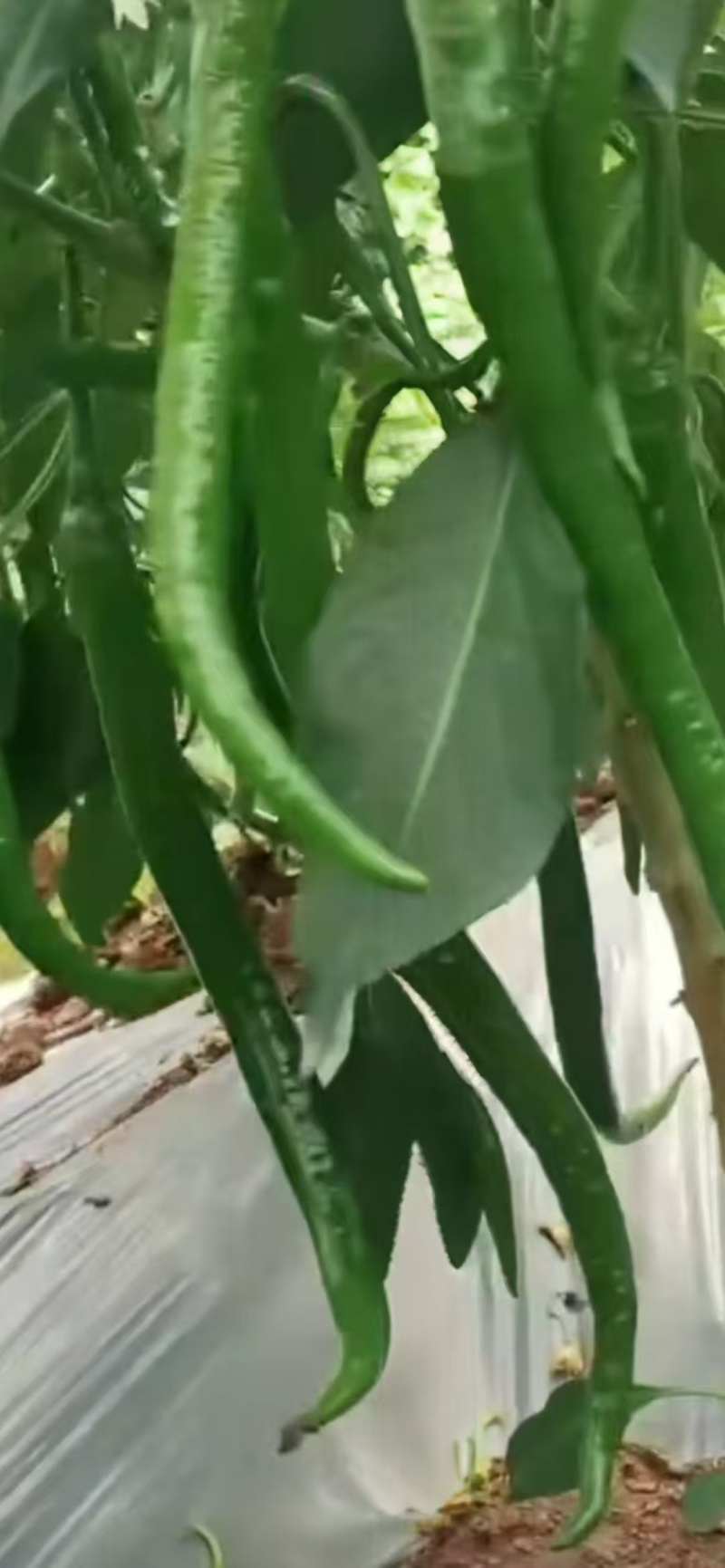 三号线椒