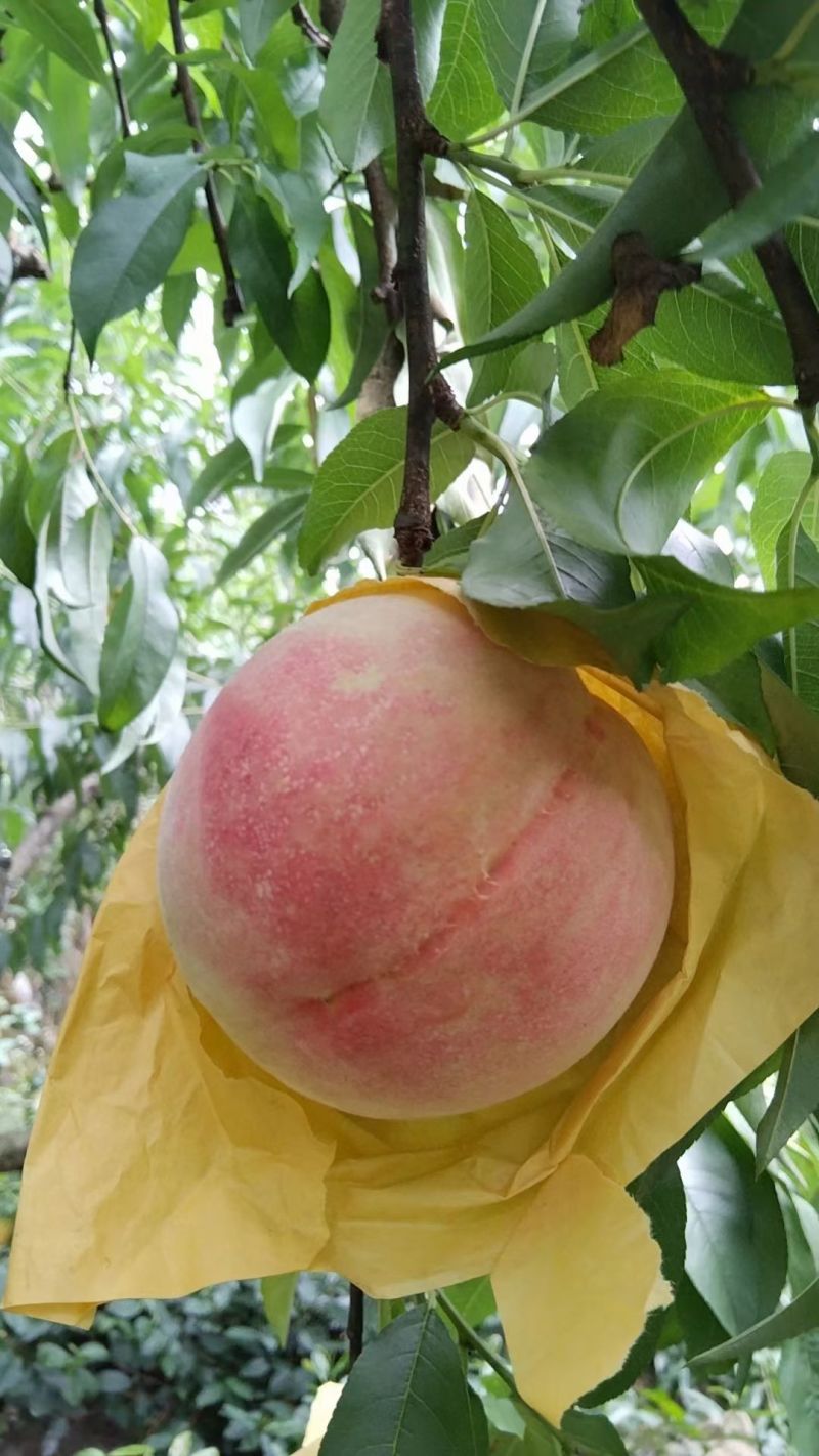 桃子