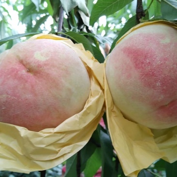 桃子