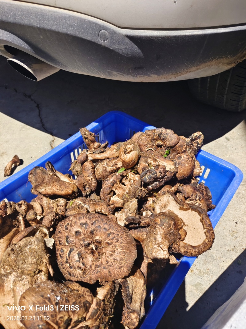 大量出售野生章子菌，通货，金品货都有