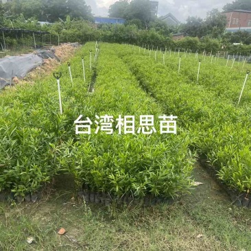 相思小苗，60-90公分