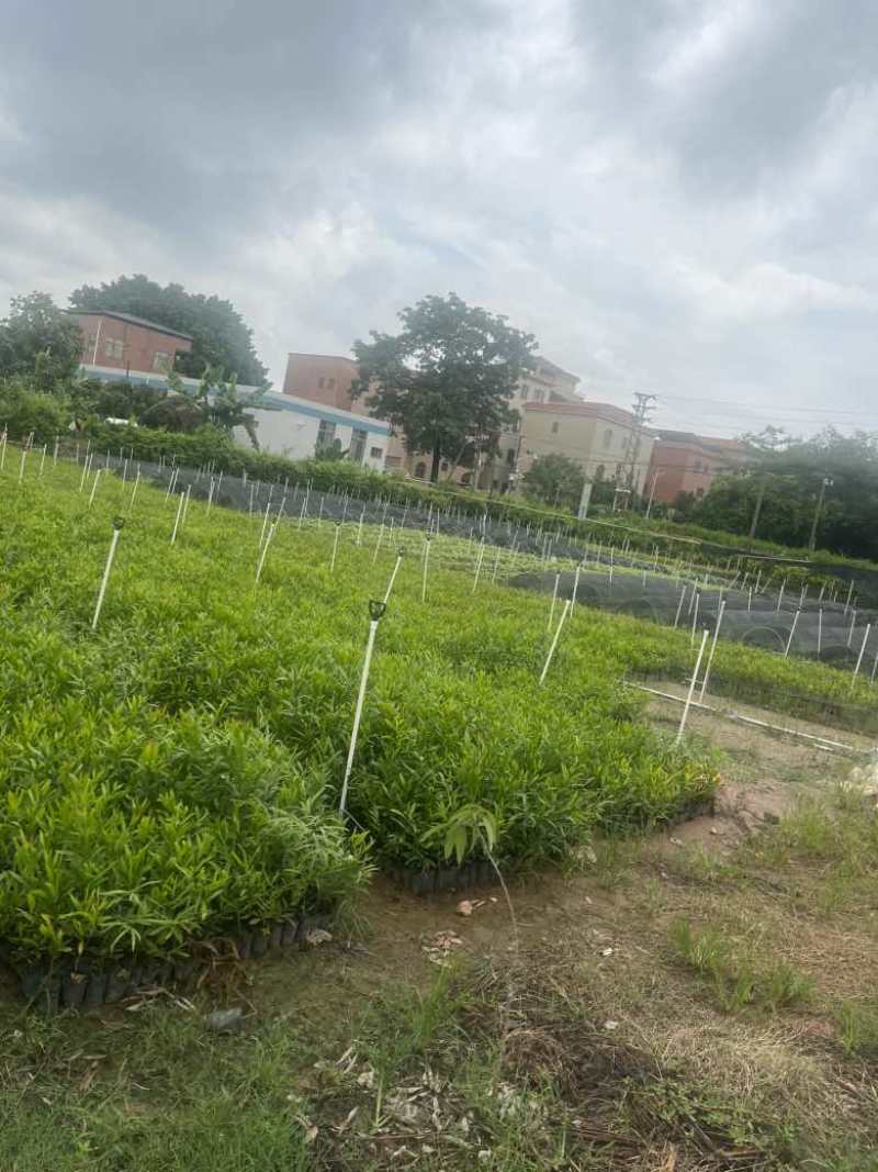 相思小苗，60-90公分