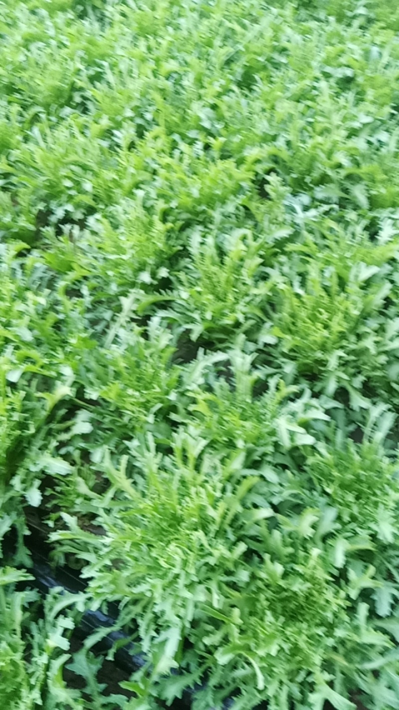 苦菊
