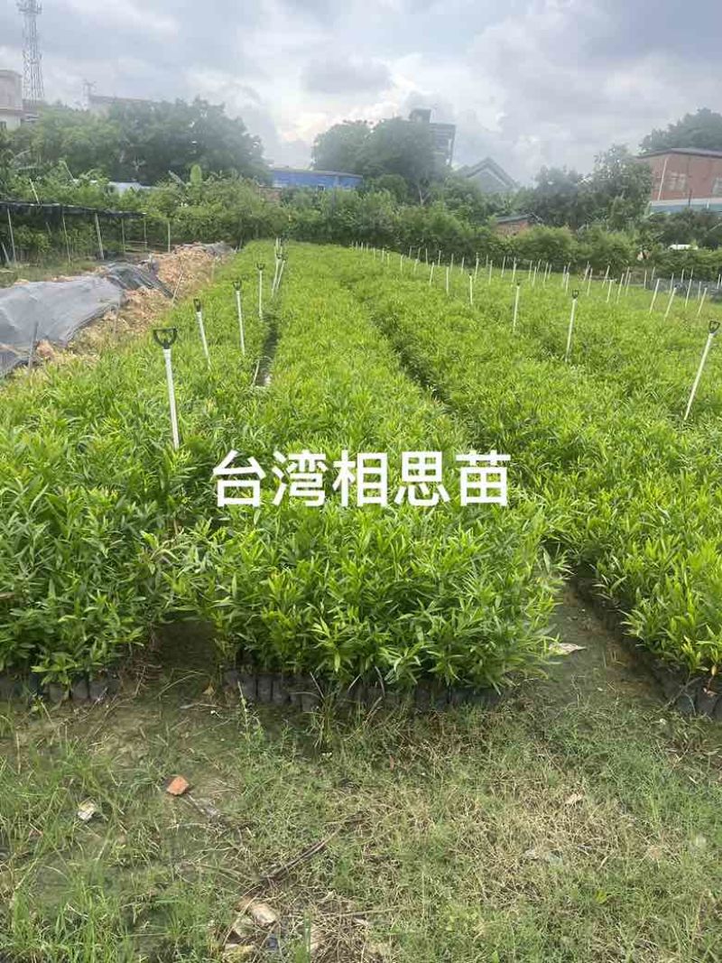优质产品相思苗***********
