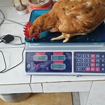 散养鸡