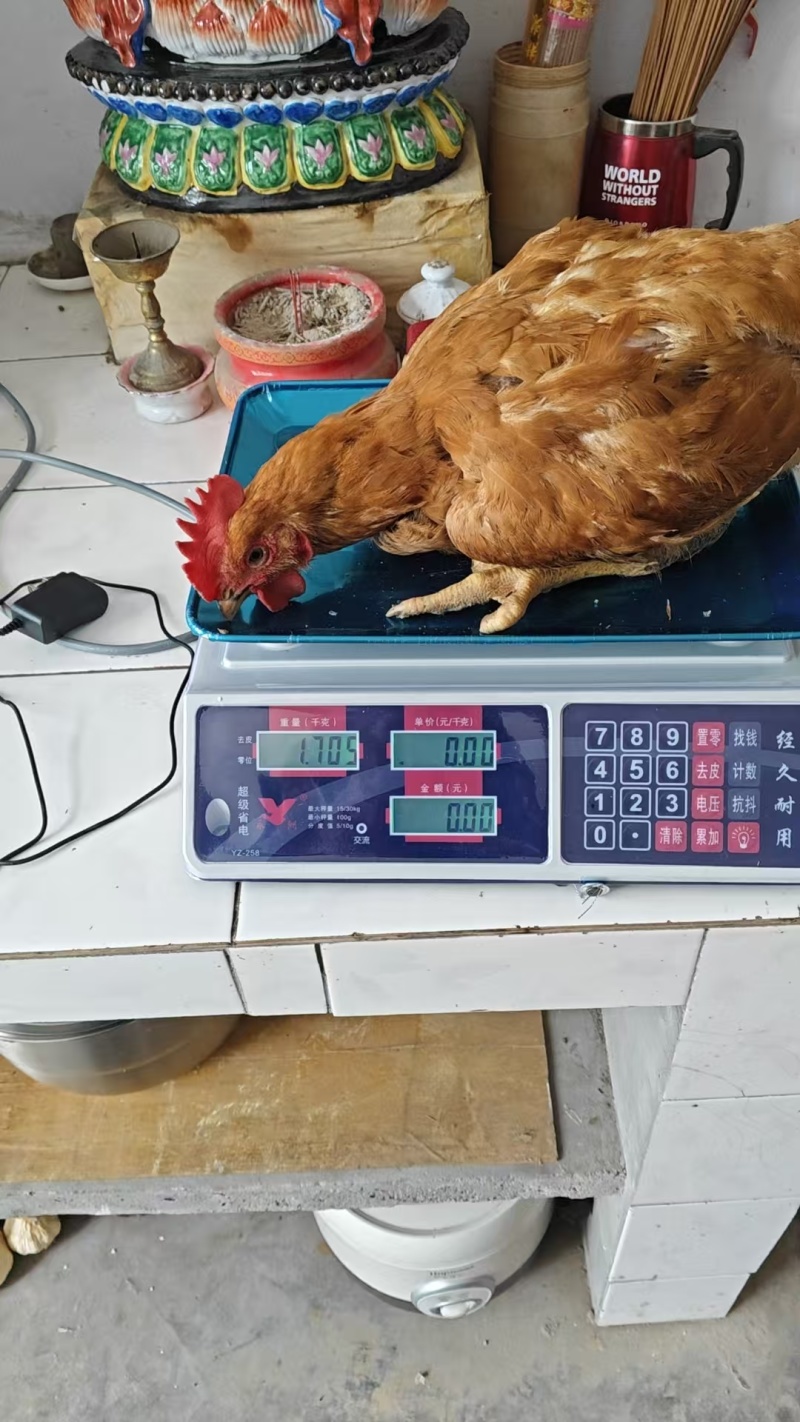 散养鸡