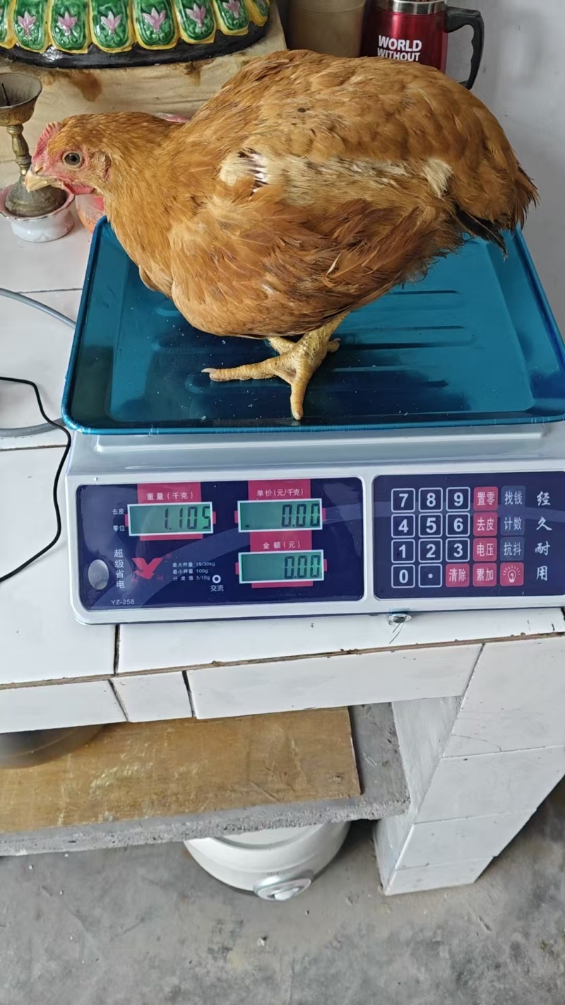 散养鸡