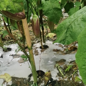 西双版纳勐海县烧烤茄子