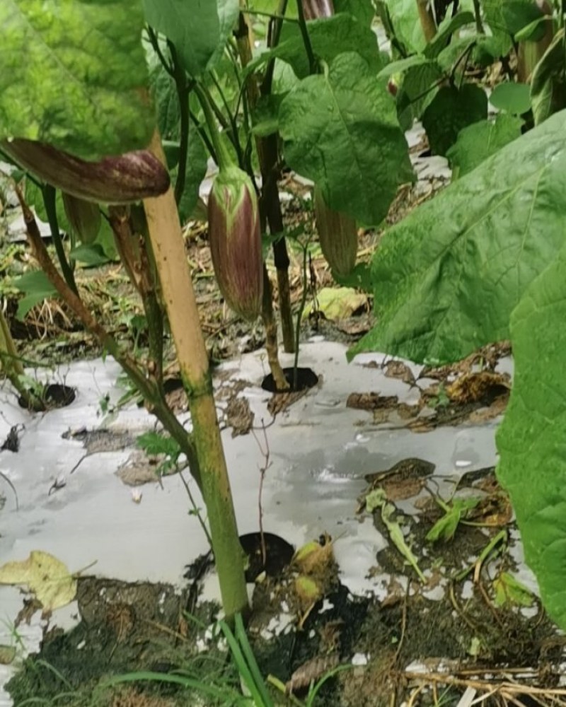 西双版纳勐海县烧烤茄子