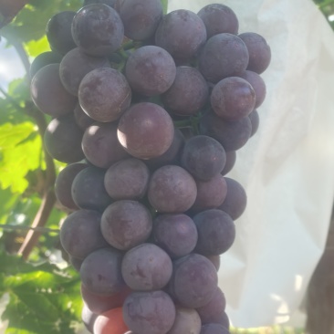 沪太八号葡萄🍇