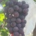 沪太八号葡萄🍇