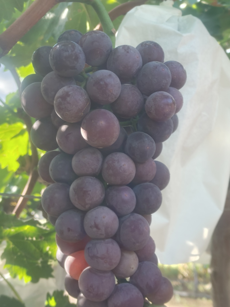 沪太八号葡萄🍇