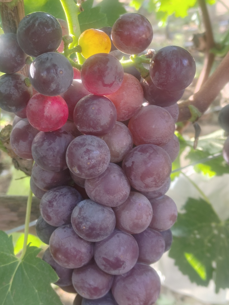 沪太八号葡萄🍇