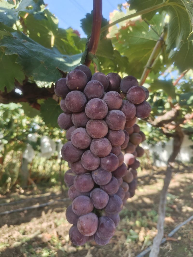 沪太八号葡萄🍇