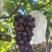 沪太八号葡萄🍇
