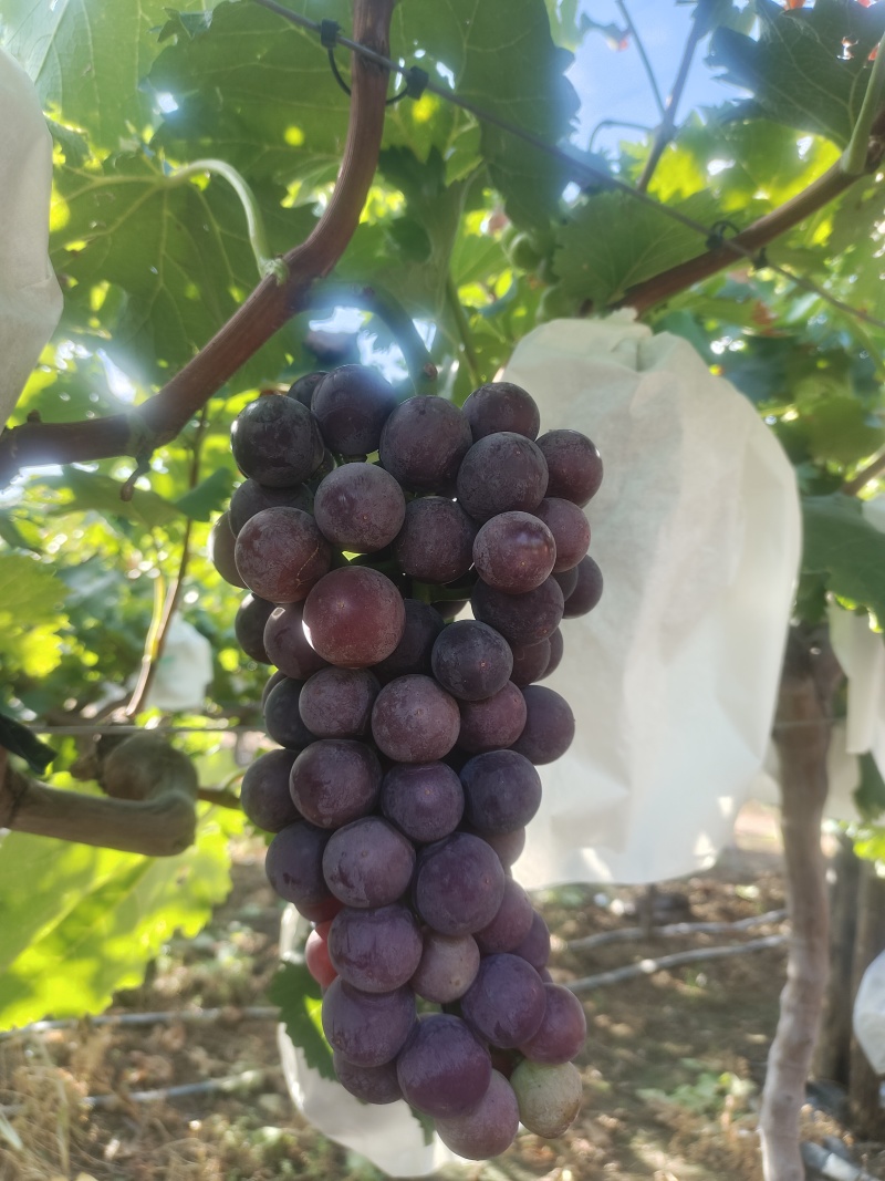 沪太八号葡萄🍇