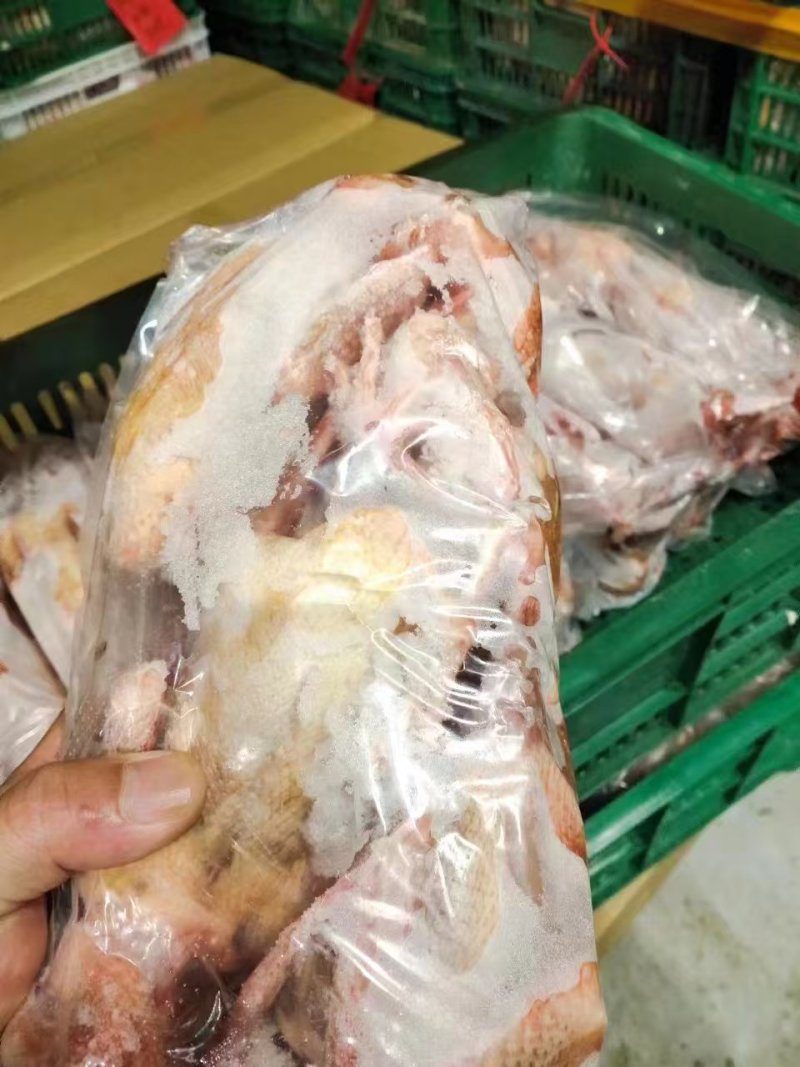 一级鸽子5-6两全净膛