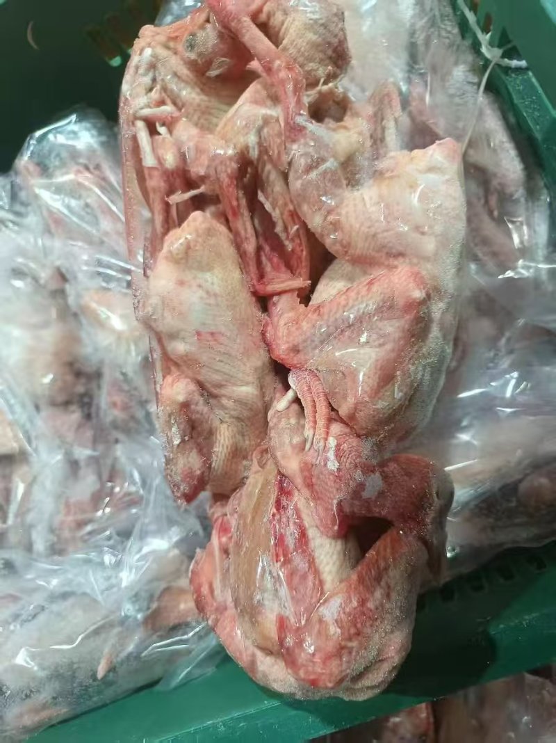 一级鸽子5-6两全净膛