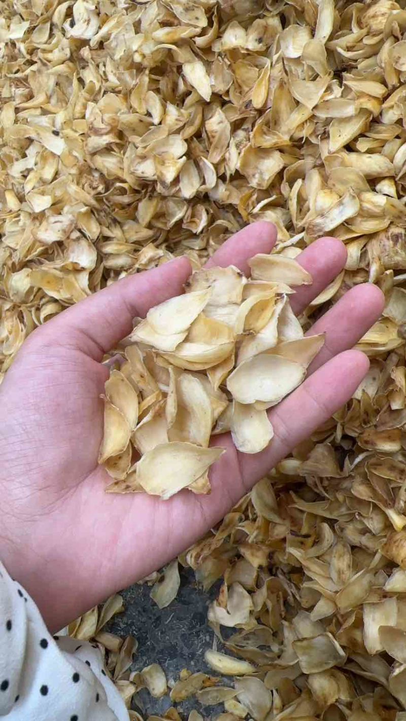 湖南龙山百合干片，老百姓自产自销！欢迎各位发财老板前来采购！