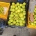 云南高原梨