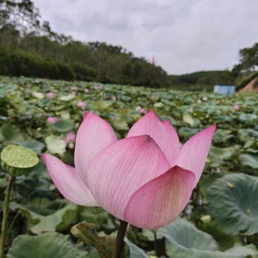 太空莲，莲子，莲蓬