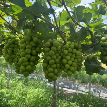 江苏新沂阿湖葡萄